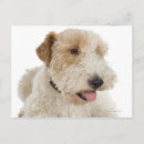 Search for terrier puppy postcards Colour image