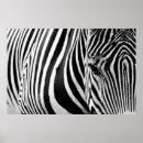 Search for vintage zebra posters Nature