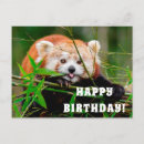 Search for red panda birthday cards Wildlife