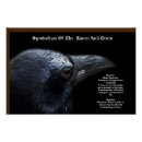 Search for corvidae Birds