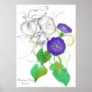Search for morning glory posters Plants