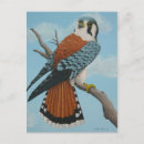 Search for kestrel postcards Raptor