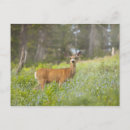 Search for mule deer postcards Nature
