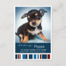 Search for new kitten invitations Dog