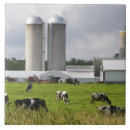 Search for dairy tiles Cattle