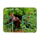 Search for delhi magnets Souvenir