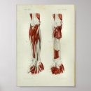 Search for arm muscle posters Anatomical