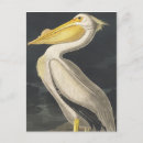 Search for birds of america postcards John james audubon