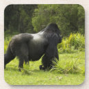 Search for primate coasters Africa