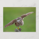 Search for burrowing postcards Photography