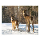 Search for whitetail deer posters Outdoors