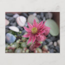 Search for blüte postcards Rosa