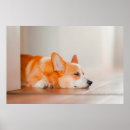 Search for corgi posters Pet