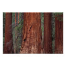 Search for tree bark posters Environment