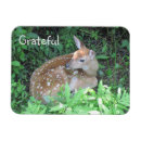 Search for cute fawn magnets Nature
