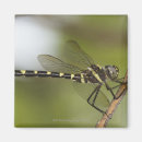 Search for back yard magnets Nature