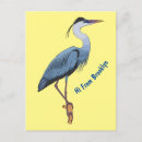 Search for great blue postcards Ardea herodias