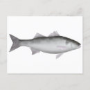 Search for seabass River