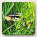 Search for python coasters Pet