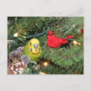Search for budgie christmas cards Xmas
