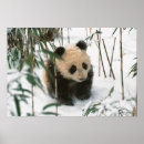Search for sichuan posters Wolong