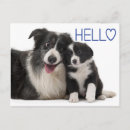 Search for border collie postcards Puppies