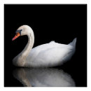 Search for black swan bird posters Animal