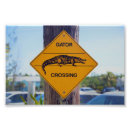 Search for gators posters Everglades