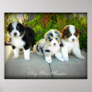 Search for australian shepherd puppy posters Aussie