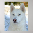 Search for white siberian husky posters Dog