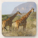 Search for reticulated Wildlife