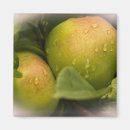 Search for bordered image magnets Green
