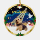 Search for norwich terrier Pets