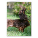 Search for miniature long haired dachshunds postcards Head raised