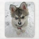 Search for sled dog mousepads Puppies