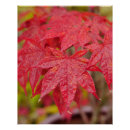 Search for maples posters Fall
