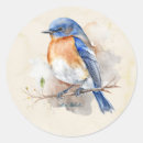 Search for bluebirds stickers Eastern bluebird