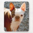 Search for companion mousepads Canine