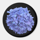 Search for bloomed magnets Petals
