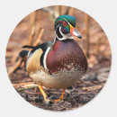Search for wood duck stickers Waterfowl