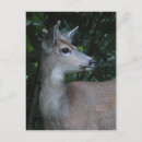 Search for bucks postcards Deer
