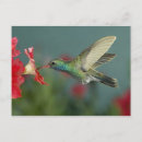 Search for rolf nussbaumer postcards Usa