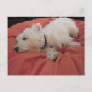 Search for dog bed postcards Photography