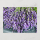 Search for lavendar postcards Flora