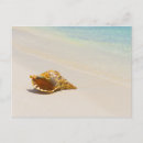 Search for beach shells postcards Seashell