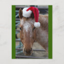 Search for appaloosa christmas cards Equine