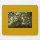Search for lionesses mousepads Nature