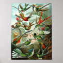 Search for vintage biology posters Zoology