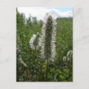 Search for burnet Landscape