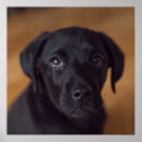 Search for puppy posters Retriever